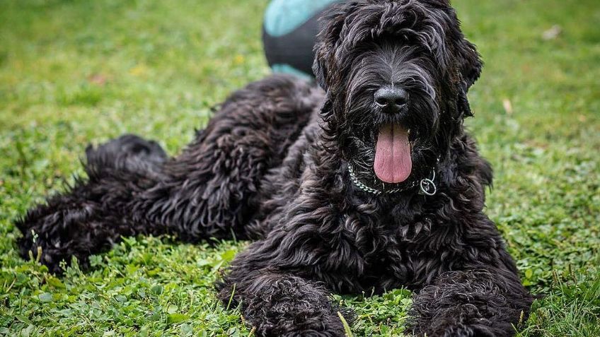 Perros Terrier: Cuántos tipos hay y cuáles son sus principales características