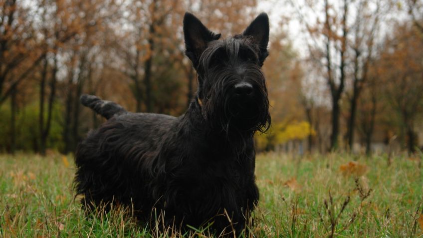 Perros Terrier: Cuántos tipos hay y cuáles son sus principales características