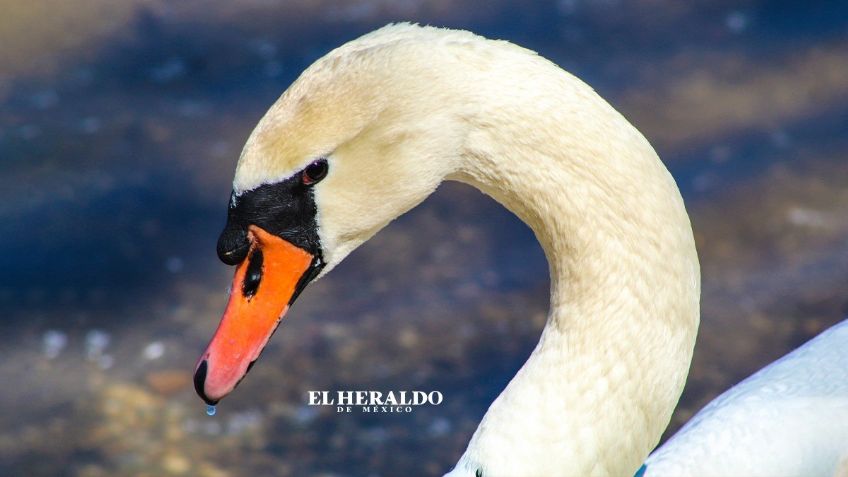 Cisne muere de tristeza, después de que destrozan su nido con piedras: FOTOS