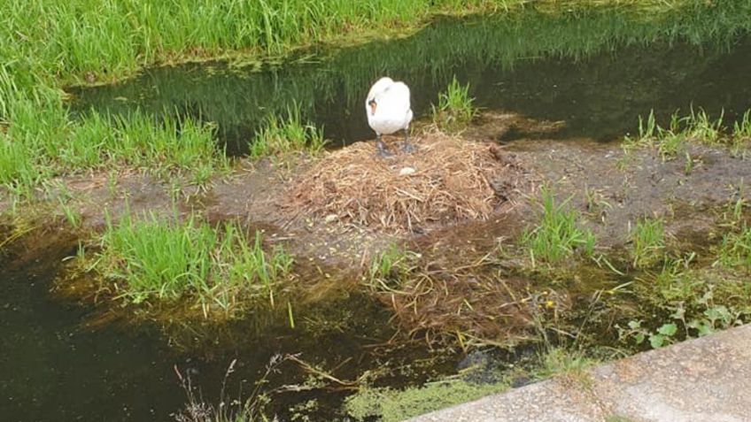 Cisne muere de tristeza, después de que destrozan su nido con piedras: FOTOS