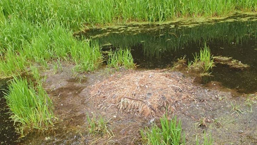 Cisne muere de tristeza, después de que destrozan su nido con piedras: FOTOS