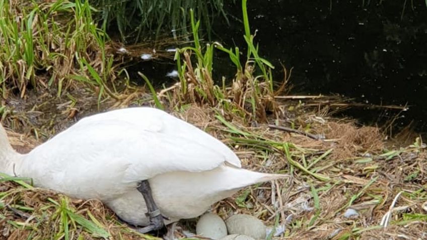 Cisne muere de tristeza, después de que destrozan su nido con piedras: FOTOS