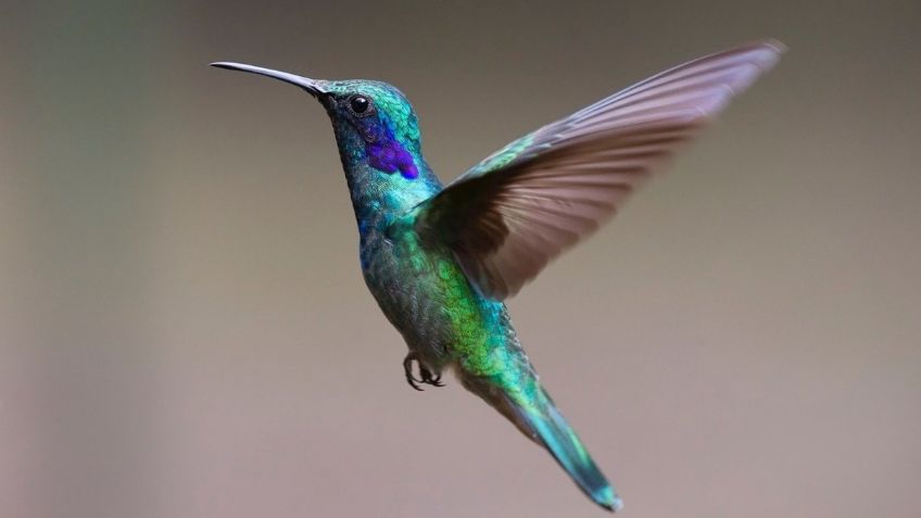 ¿Un colibrí ronda tu casa? Significa que el alma de un ser amado te visita