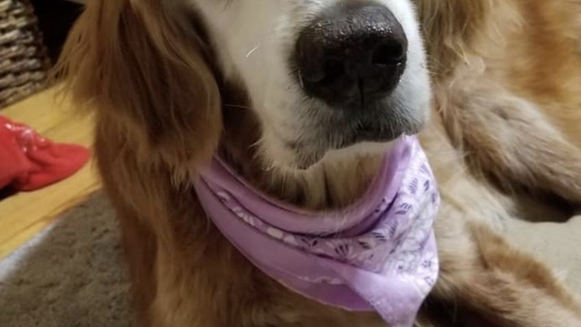 Augie, el golden retriever más viejo del mundo, celebra 20 años