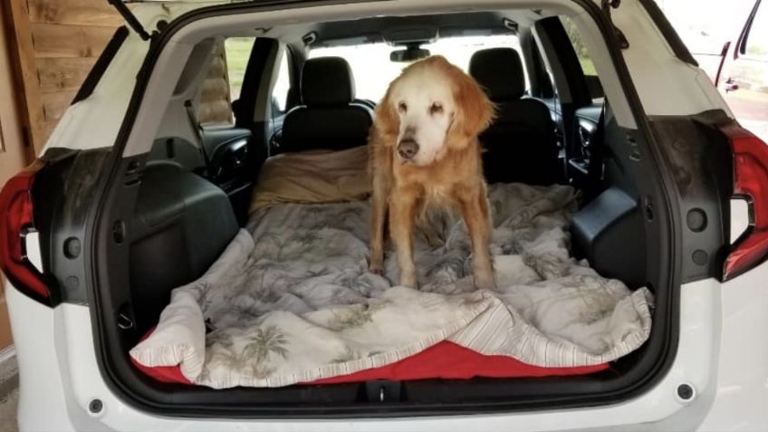 Augie, el golden retriever más viejo del mundo, celebra 20 años