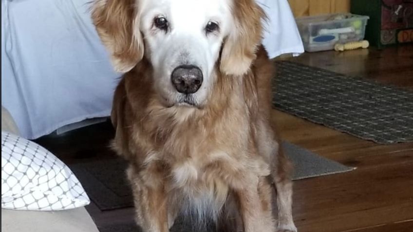 Augie, el golden retriever más viejo del mundo, celebra 20 años