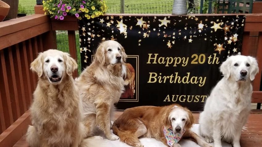 Augie, el golden retriever más viejo del mundo, celebra 20 años