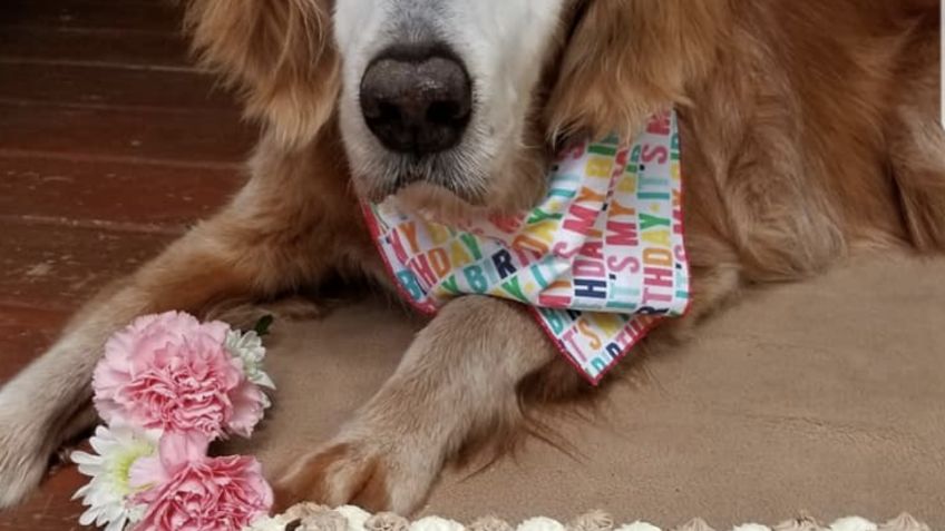 Augie, el golden retriever más viejo del mundo, celebra 20 años