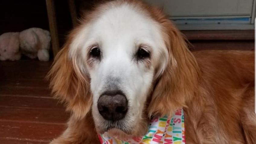 Augie, el golden retriever más viejo del mundo, celebra 20 años