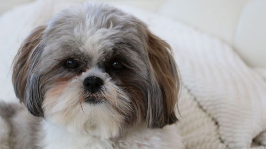 Shih Tzu: Conoce a los perros guardianes del imperio tibetano