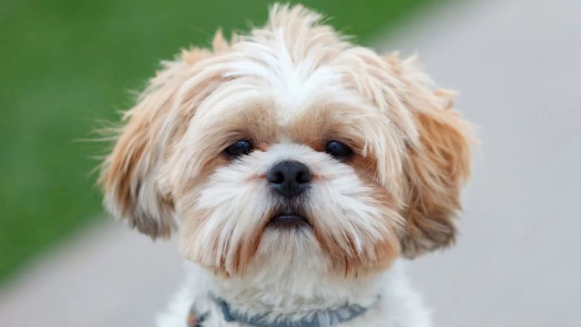 Shih Tzu: Conoce a los perros guardianes del imperio tibetano