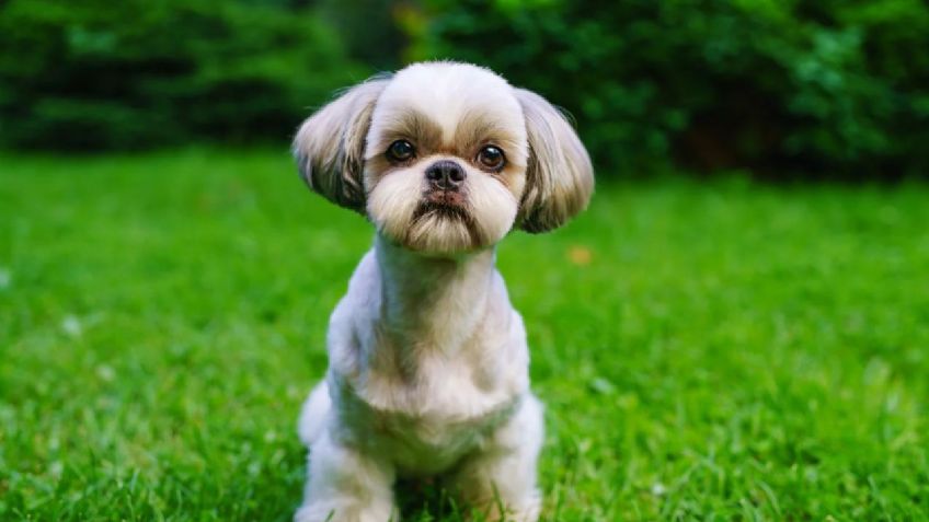 Shih Tzu: Conoce a los perros guardianes del imperio tibetano