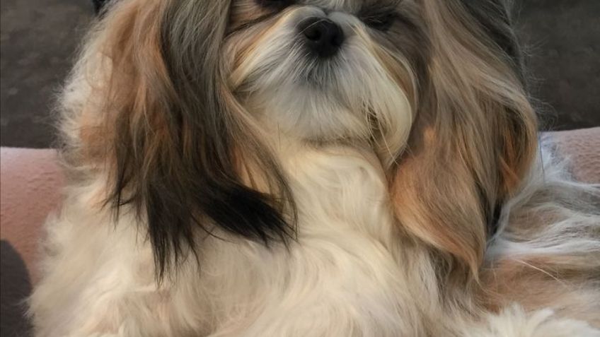 Shih Tzu: Conoce a los perros guardianes del imperio tibetano