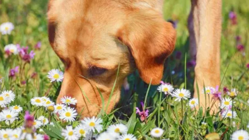 ¿Cómo puede servirle la manzanilla a tu perro?