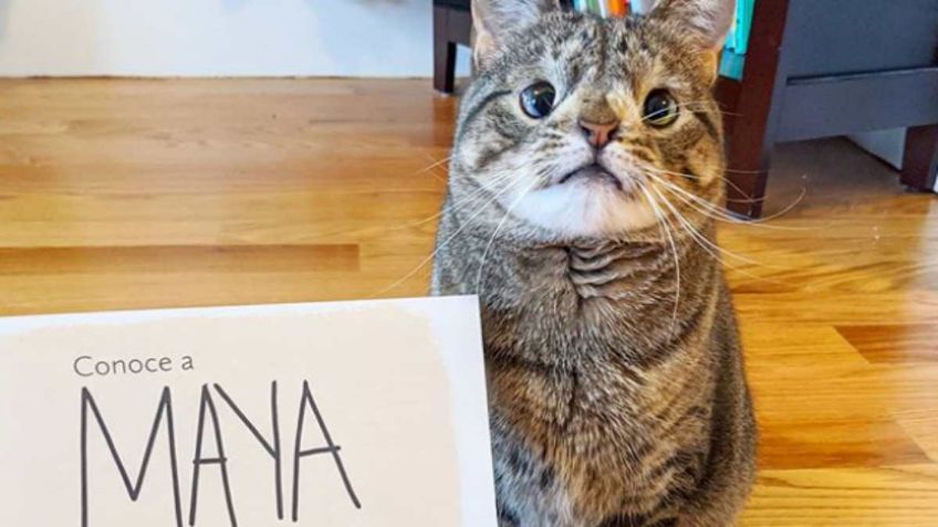 Conoce a Maya, la gatita influencer con Síndrome de Down que tiene su propio libro