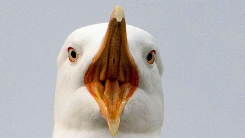 VIDEO VIRAL: Una gaviota se traga una rata entera en plena calle