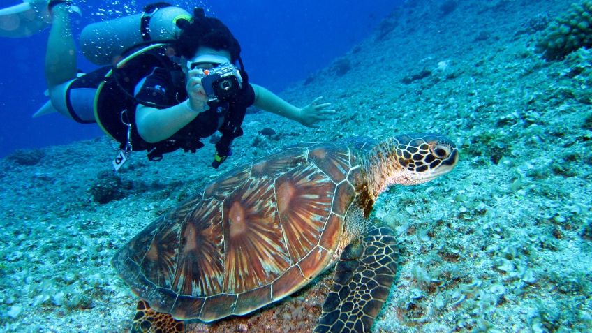 Estos son los mejores lugares en Baja California para bucear