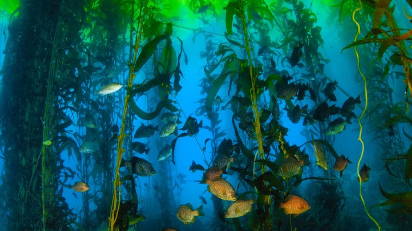 Estos son los mejores lugares en Baja California para bucear