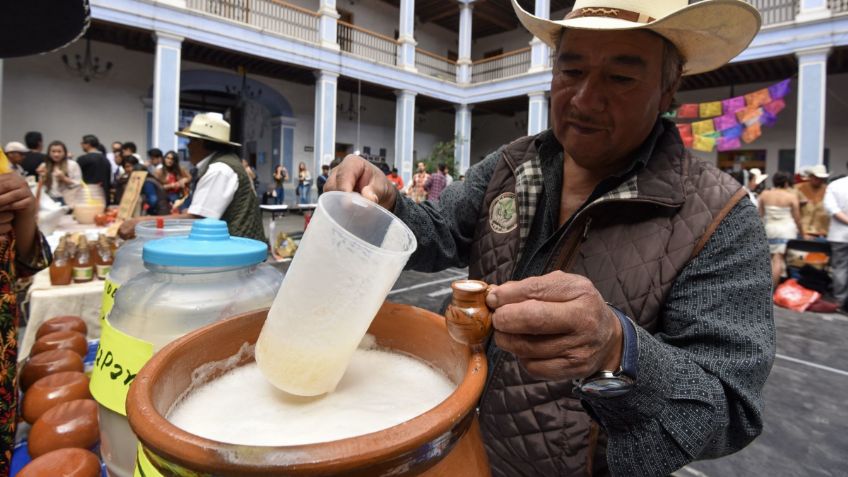 ¿De qué está hecho el PULQUE, la llamada "bebida de los dioses"?