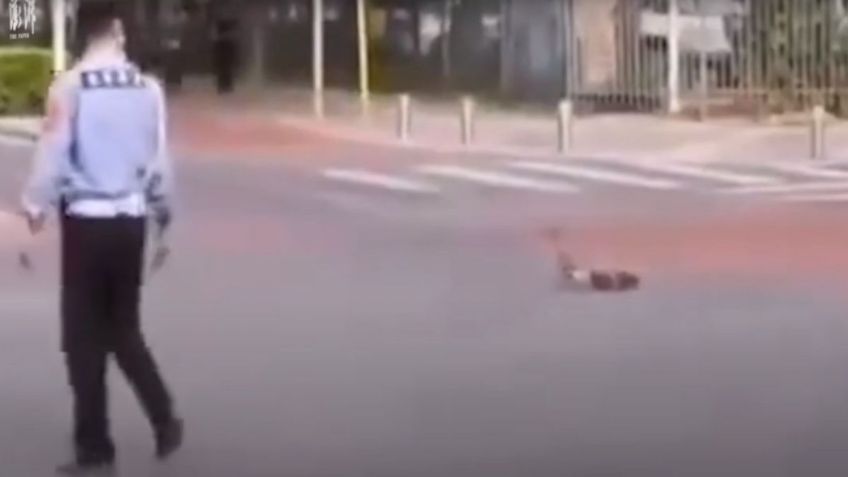 VIDEO: Familia de patos es ayudada por la policía a cruzar la calle sin peligro