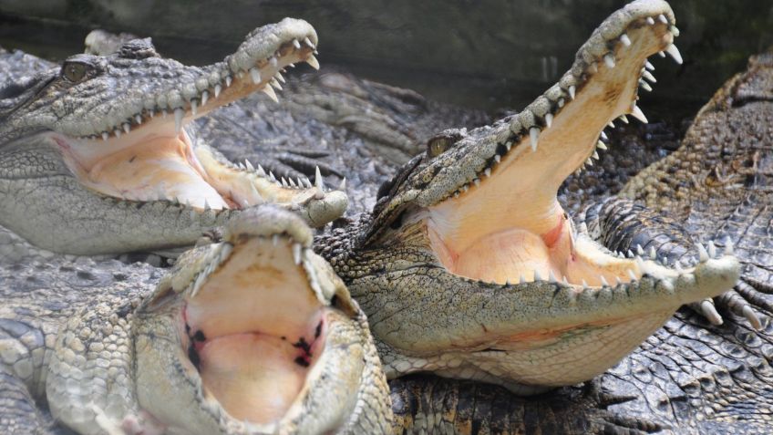 VIDEO VIRAL: ¡De miedo! Descubren enormes cocodrilos peleando en la puerta de su casa