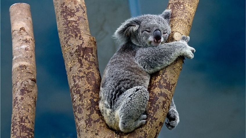 VIDEO: Koalas vuelven a los bosques tras infernales incendios en Australia