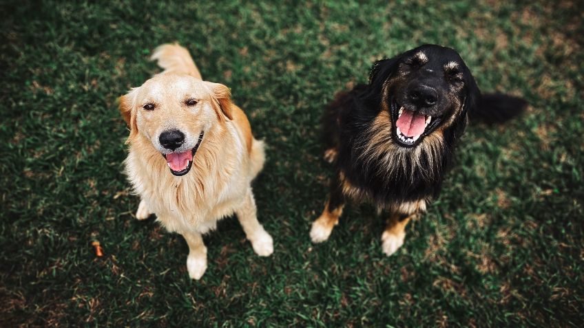 ¿Sabías que los perros no ladran igual en los diferentes idiomas?