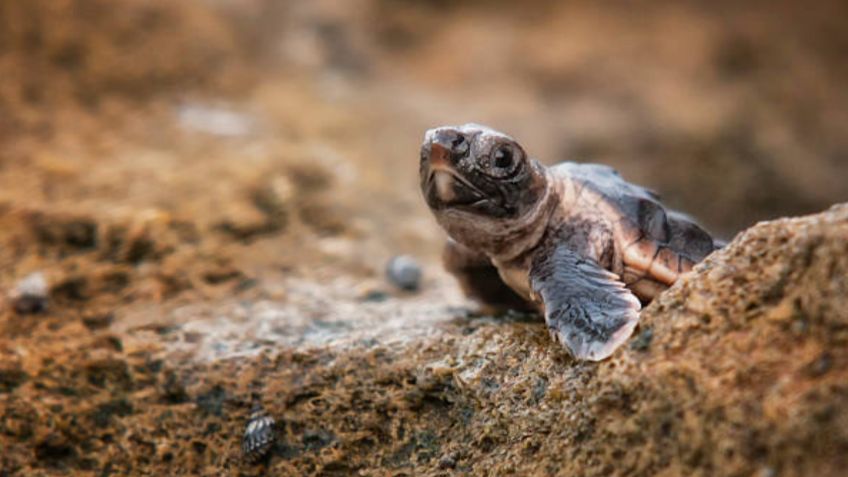 Hallan en China rara especie de TORTUGA con "pico de águila" y "cola de cocodrilo": VIDEO