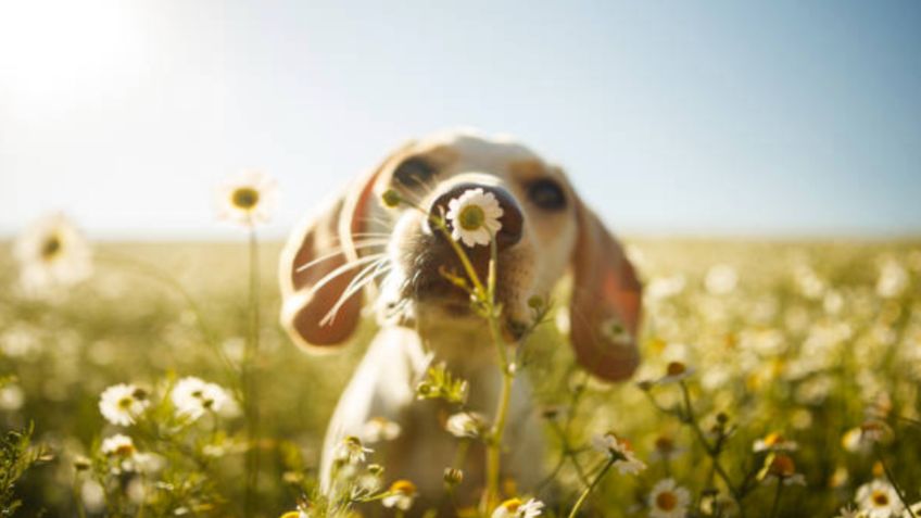 ¡Cuidado! Estas plantas podrían ser TÓXICAS para PERROS y gatos