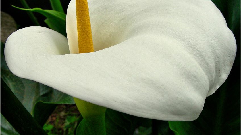 ¡Cuidado! Estas plantas podrían ser TÓXICAS para PERROS y gatos