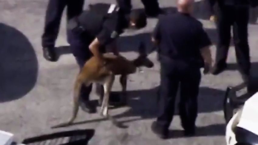 Detienen a canguro cuando paseaba por las calles de Florida: VIDEO