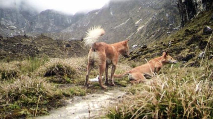 Conoce al perro más antiguo y RARO del mundo: FOTOS