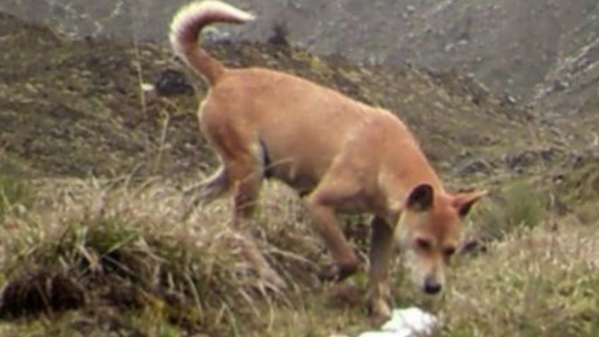 Conoce al perro más antiguo y RARO del mundo: FOTOS