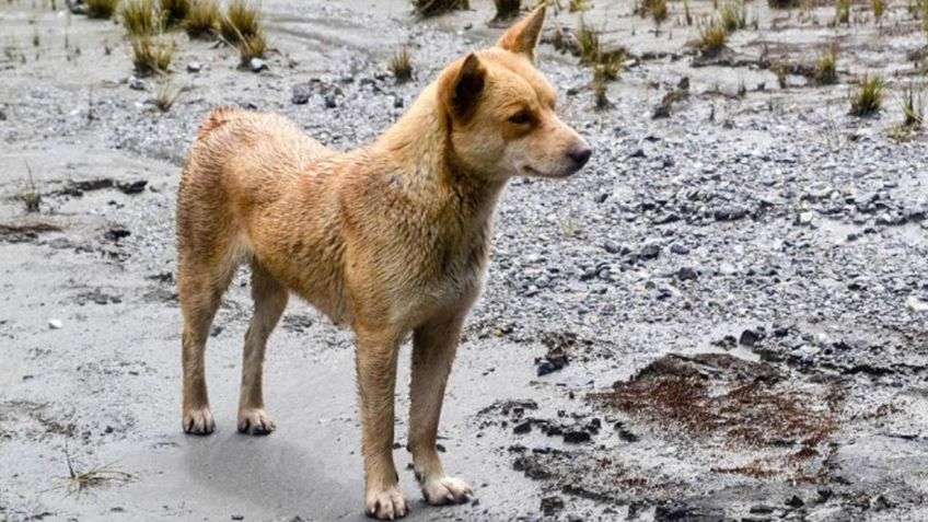 Conoce al perro más antiguo y RARO del mundo: FOTOS