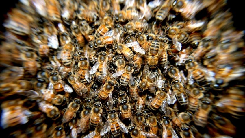 VIDEO VIRAL: Enjambre de abejas 'atrapa” a residentes de un edificio en Rusia