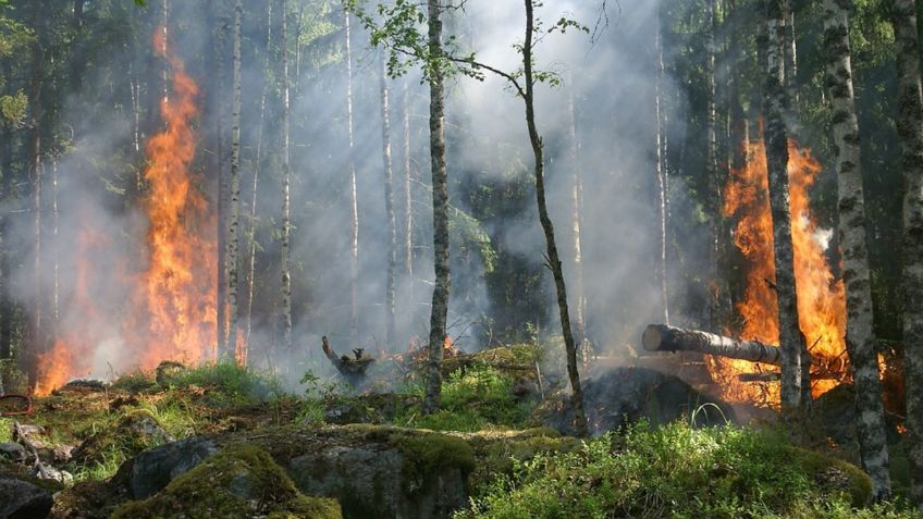 Amazonía brasileña sufre en junio los mayores incendios en más de una década