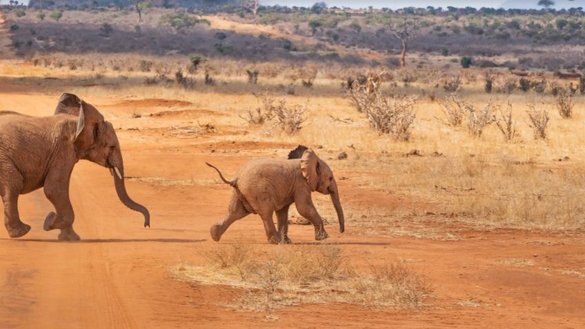 África se separa y el movimiento originará el nacimiento de un nuevo océano