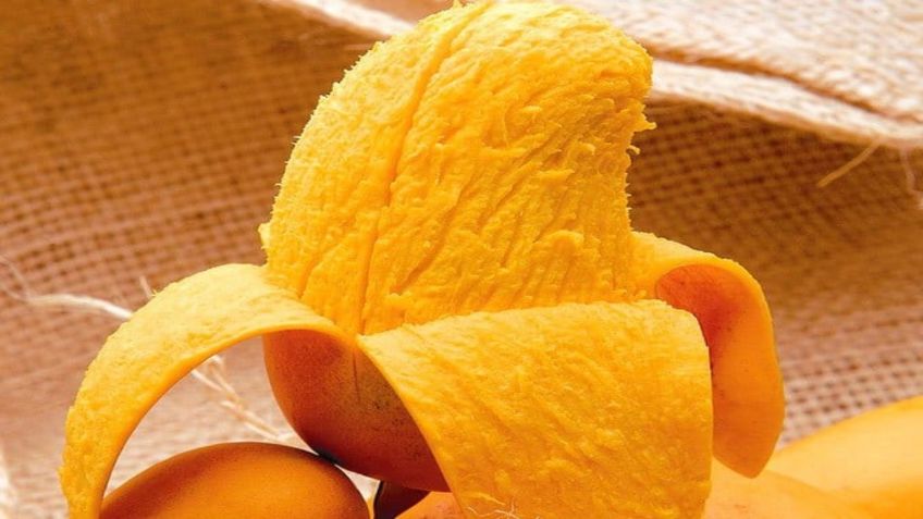 Jalisco se reta a producir nueva variedad de mango para exportación