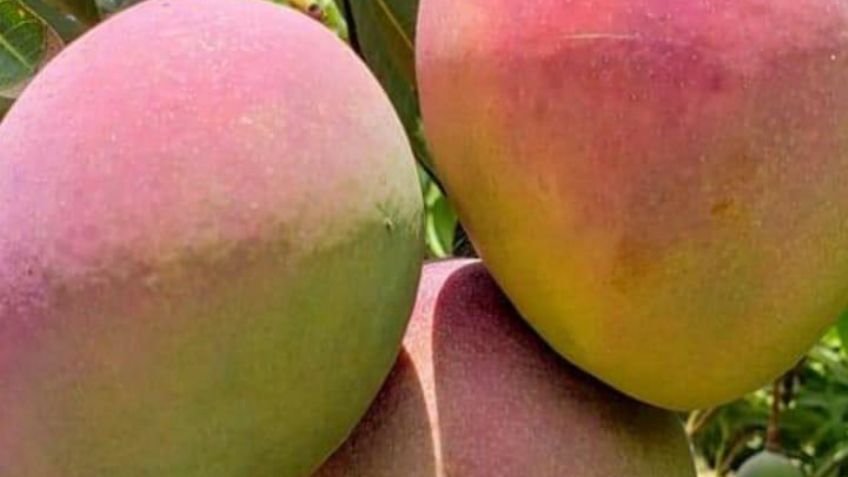 Jalisco se reta a producir nueva variedad de mango para exportación