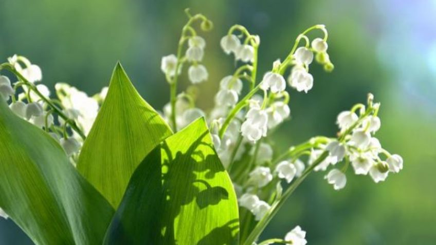 10 plantas y flores que debes tener en casa para atraer energía positiva