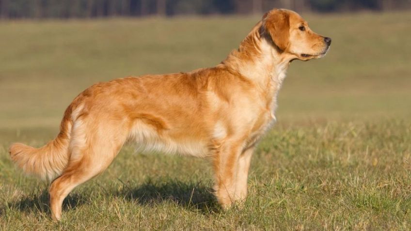 Razas de perros: Conoce el origen del Retriever y cuántos tipos hay