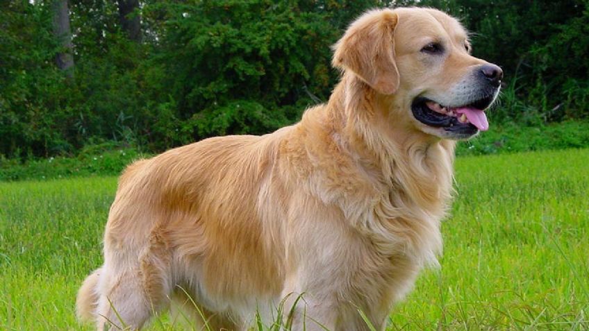 Razas de perros: Conoce el origen del Retriever y cuántos tipos hay