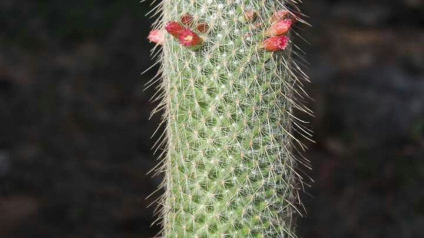 ¿Cuáles son las PLANTAS en PELIGRO DE EXTINCIÓN en México?