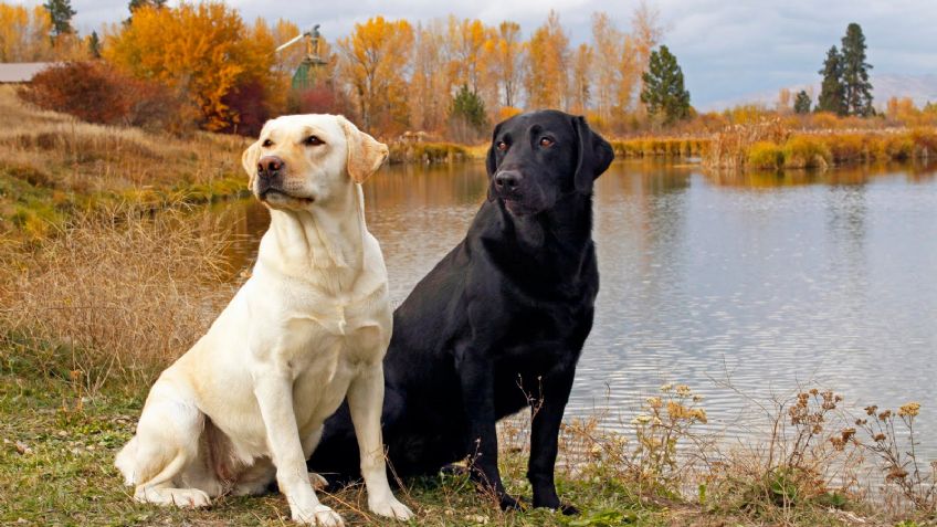 Razas de perros: Conoce el origen del Retriever y cuántos tipos hay