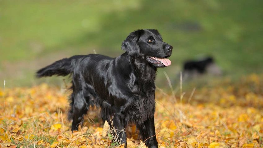 Razas de perros: Conoce el origen del Retriever y cuántos tipos hay