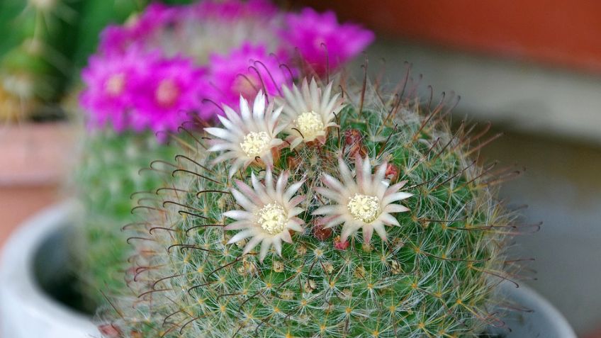 ¿Cuáles son las PLANTAS en PELIGRO DE EXTINCIÓN en México?