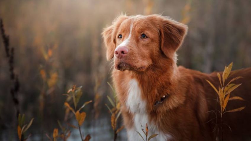 Razas de perros: Conoce el origen del Retriever y cuántos tipos hay