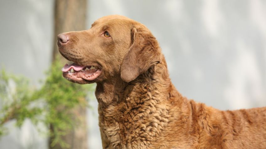 Razas de perros: Conoce el origen del Retriever y cuántos tipos hay