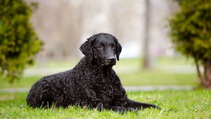 Razas de perros: Conoce el origen del Retriever y cuántos tipos hay