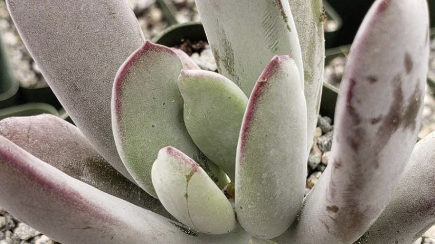 ¿Qué significa regalar suculentas blancas y qué tipos hay de esta planta?